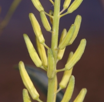 Stanleya pinnata
