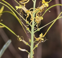 Stanleya pinnata var. pinnata