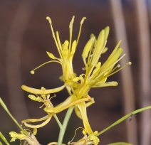 Stanleya pinnata var. pinnata