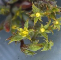 Chorizanthe watsonii