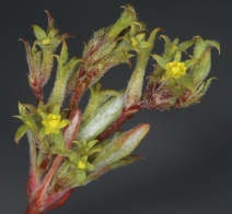 Chorizanthe watsonii