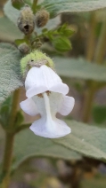 Lepechinia calycina