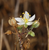 Spergularia macrotheca