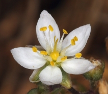 Spergularia macrotheca