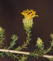 Holocarpha virgata