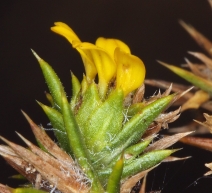 Centromadia pungens ssp. pungens