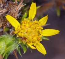 Centromadia pungens ssp. pungens