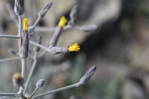 Hieracium greenei