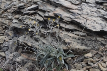 Hieracium greenei