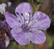 Phacelia vallis-mortae
