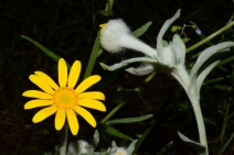 Eriophyllum lanatum var. lanceolatum