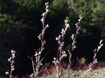 Streptanthus batrachopus