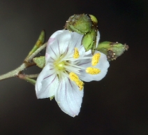 Hesperolinon disjunctum