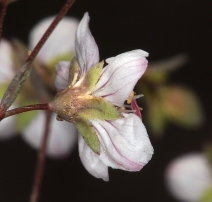 Hesperolinon disjunctum