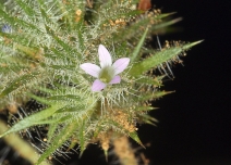 Navarretia mellita