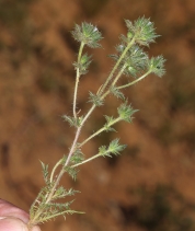 Navarretia mellita