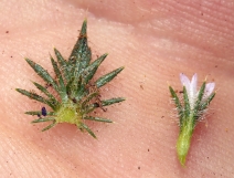Navarretia mellita