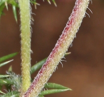 Navarretia intertexta