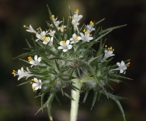 Navarretia intertexta