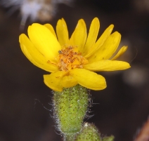 Harmonia guggolziorum