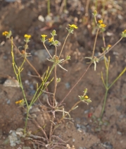 Harmonia guggolziorum