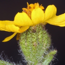 Harmonia guggolziorum