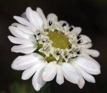 Hemizonia congesta