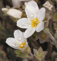 Polemonium pulcherrimum