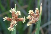 Schoenoplectus americanus