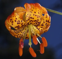 Lilium pardalinum