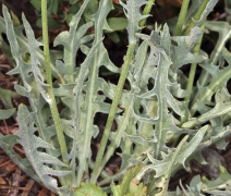 Crepis pleurocarpa
