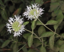 Monardella odoratissima ssp. pallida