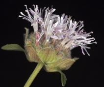 Monardella odoratissima ssp. pallida