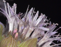 Monardella odoratissima ssp. pallida