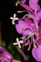Epilobium angustifolium