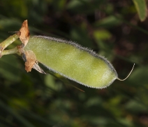 Lupinus polyphyllus var. polypyllus