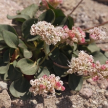 Eriogonum pyrolifolium