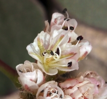 Eriogonum pyrolifolium