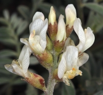 Astragalus whitneyi var. siskiyouensis