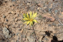 Pyrrocoma racemosa var. pinetorum