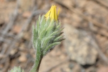 Pyrrocoma racemosa var. pinetorum