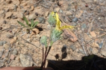 Pyrrocoma racemosa var. pinetorum