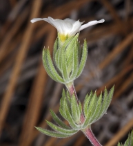 Leptosiphon nuttallii ssp. howellii