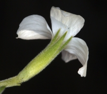 Leptosiphon nuttallii ssp. howellii
