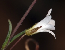 Minuartia rosei