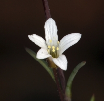 Minuartia rosei