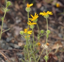 Harmonia doris-nilesiae