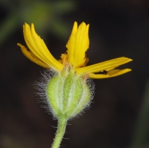Harmonia doris-nilesiae