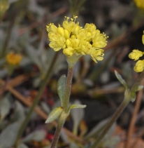 Eriogonum libertini