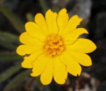 Harmonia stebbinsii